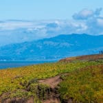 Exploring Fiscalini Ranch Preserve: Cambria’s Most Beloved Coastal Trail System