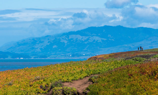 Exploring Fiscalini Ranch Preserve: Cambria’s Most Beloved Coastal Trail System