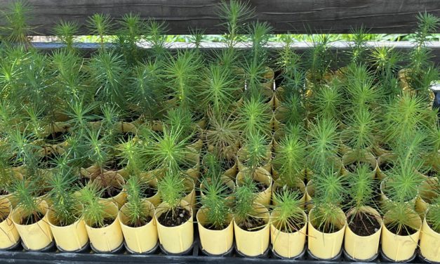 Greenspace’s Annual 1,000 Tree Planting