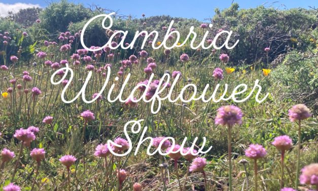 Cambria Wildflower Show