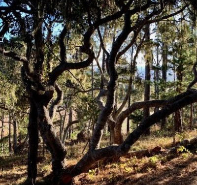 Docent Walk: Lives in Darkness and Lives in Light — Forest Walk