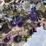 Tide Pools Near Cambria: When and Where to Explore the North Coast