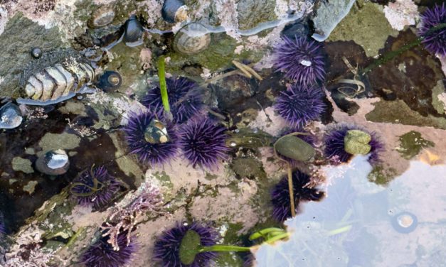 Tide Pools Near Cambria: When and Where to Explore the North Coast