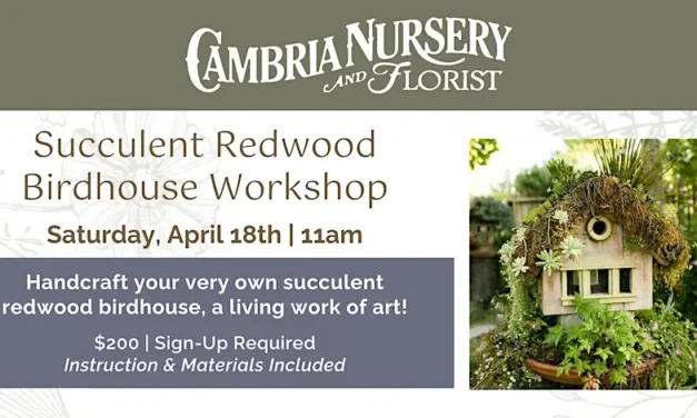 Succulent Redwood Birdhouse Workshop