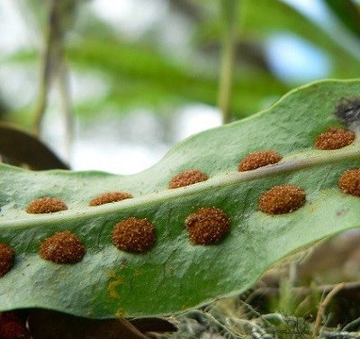 Spanish Moss Forest Walk at Fiscalini Ranch Preserve