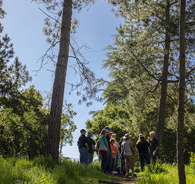 Forest Bathing Walk at Fiscalini Ranch Preserve