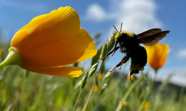 North Coast: California Bumble Bee Atlas Field Event at Piedras Blancas Light Station