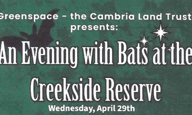 An Evening with Bats at the Creekside Reserve
