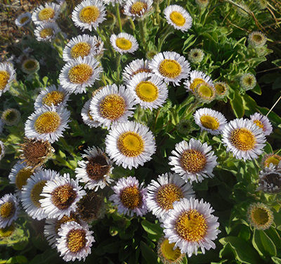 Spring Wildflower Walk at Fiscalini Ranch Preserve