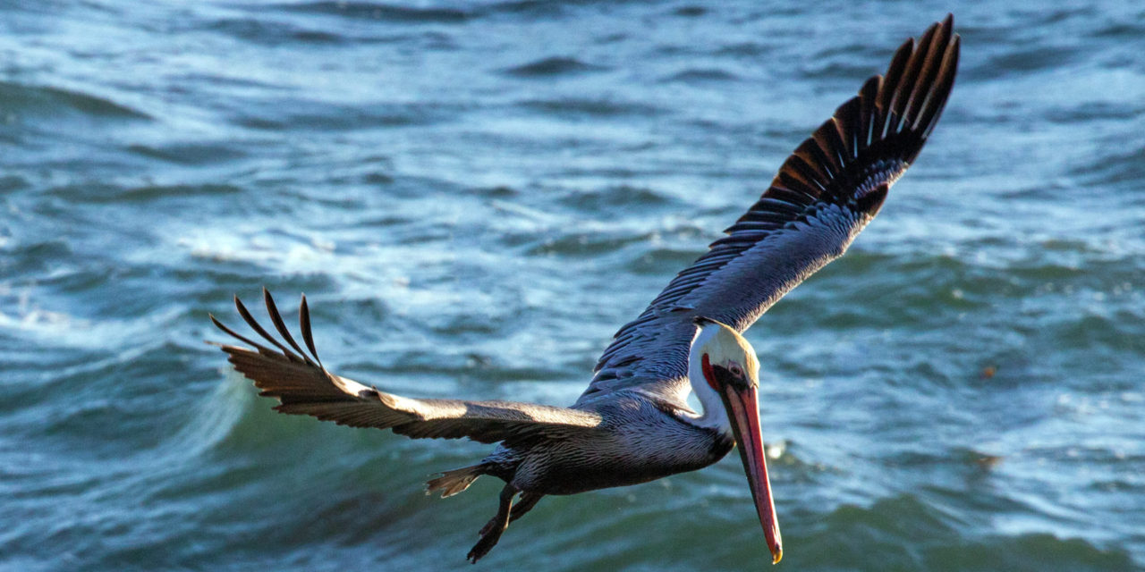 Wildlife in Cambria: What You’ll See, What You Might See, and What Locals Still Get Excited About