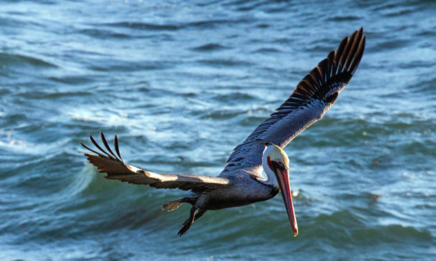 Wildlife in Cambria: What You’ll See, What You Might See, and What Locals Still Get Excited About