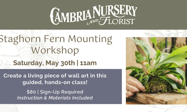Staghorn Fern Mounting Workshop at Cambria Nursery