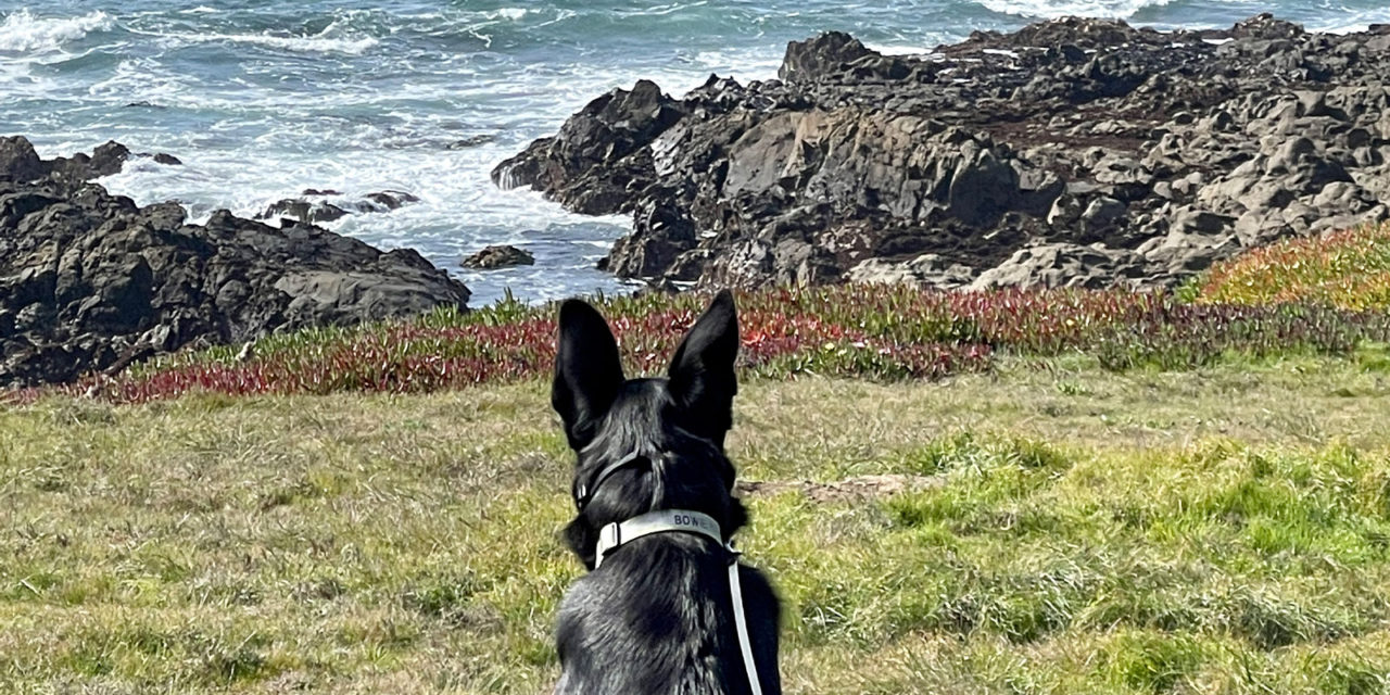Dog-Friendly Cambria: A Local’s Guide to Bringing Your Dog to the North Coast