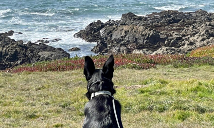 Dog-Friendly Cambria: A Local’s Guide to Bringing Your Dog to the North Coast