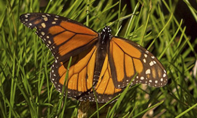 Insects on the Fiscalini Ranch Preserve